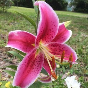 Meet your Posher, Pamela